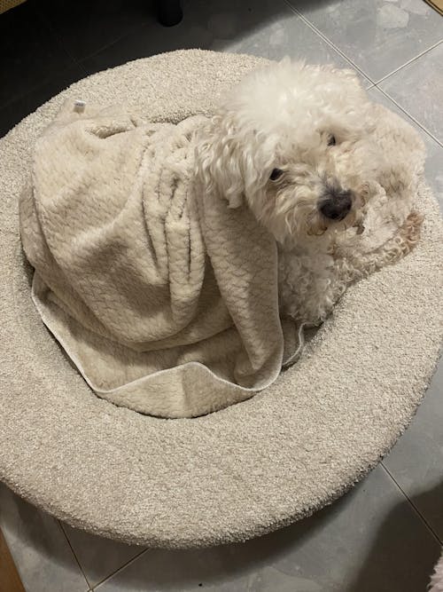 CAMA PARA PERRO DUKIER