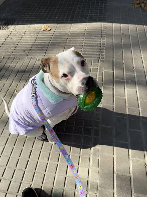 ABRIGO PARA PERRO PURPLE