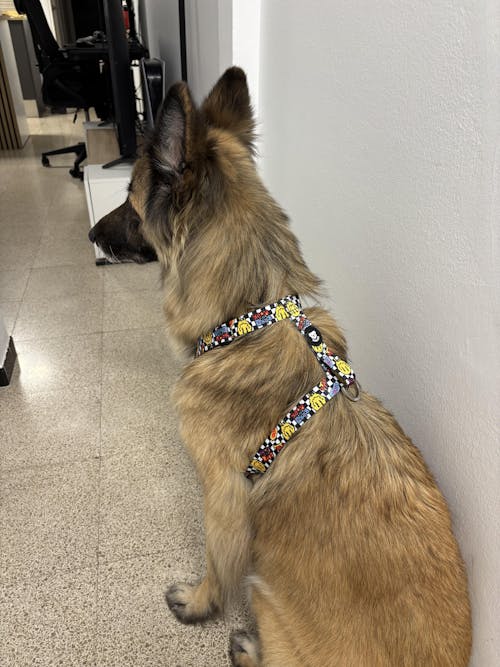 ARNÉS CLÁSICO PARA PERRO GRUNGE