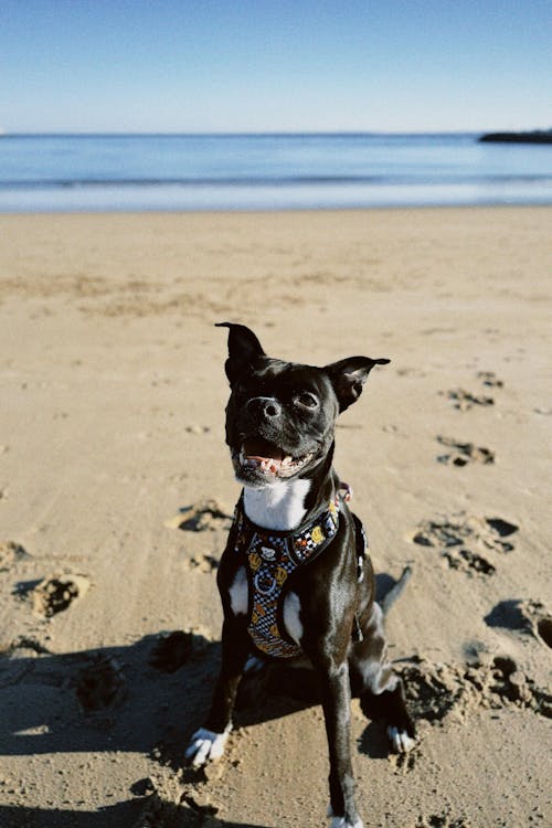 ARNES TRAIL PARA PERRO GRUNGE