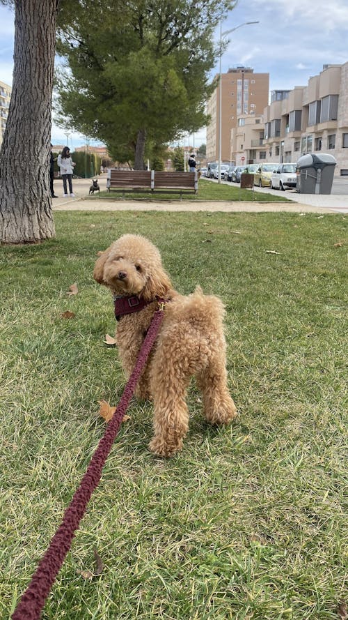 ARNÉS AJUSTABLE PARA PERRO TEDDY CHERRY