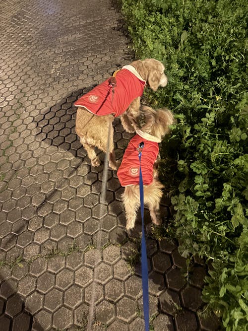 ABRIGO PARA PERRO RED