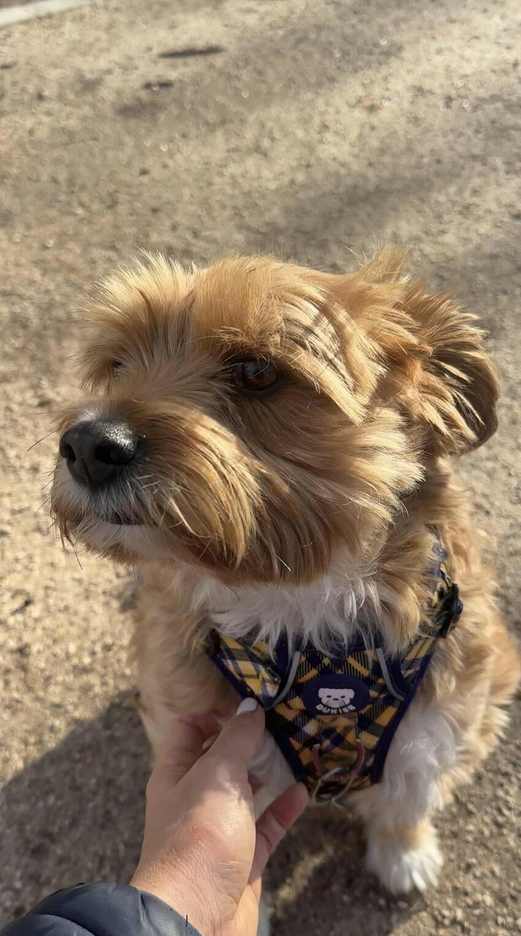 ARNES TRAIL PARA PERRO TARTÁN MUSTARD