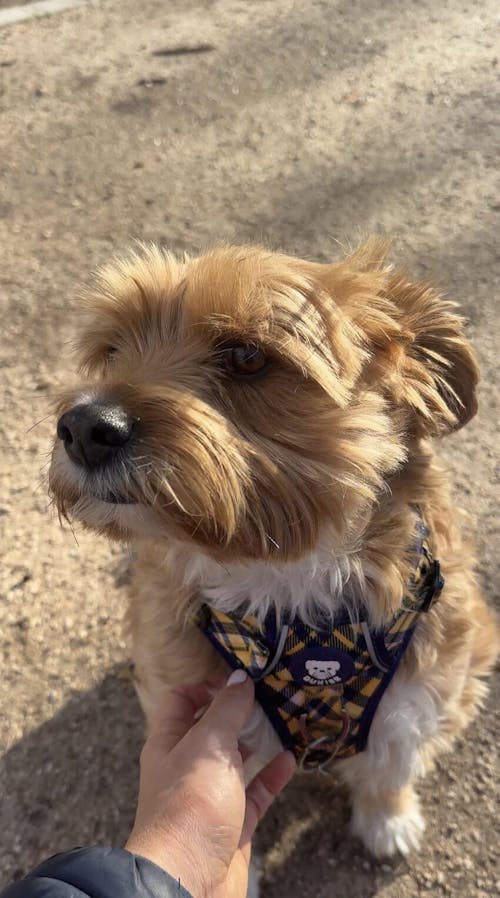 ARNES TRAIL PARA PERRO TARTÁN MUSTARD