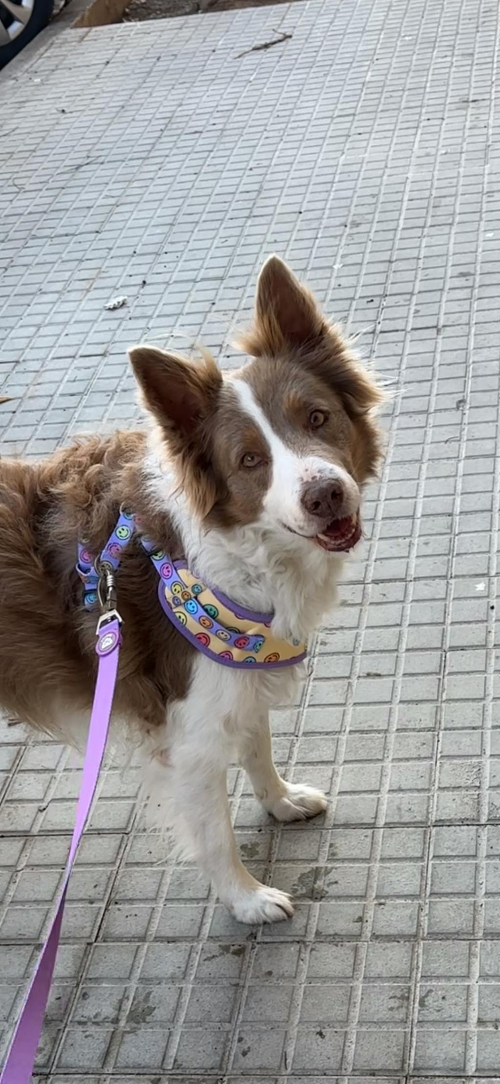 ARNÉS AJUSTABLE PARA PERRO SMILEY