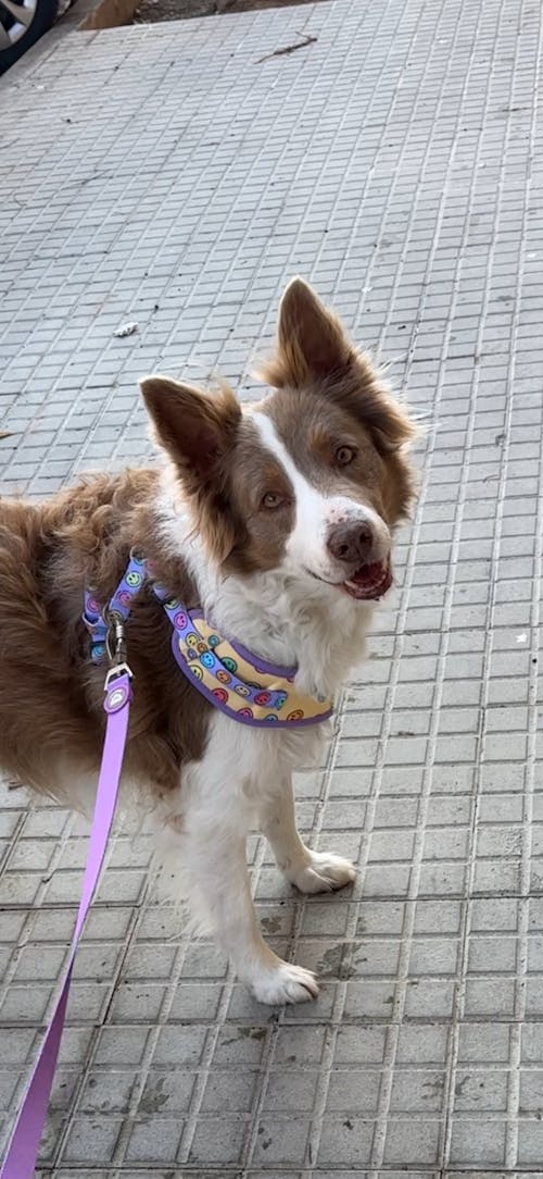 ARNÉS AJUSTABLE PARA PERRO SMILEY