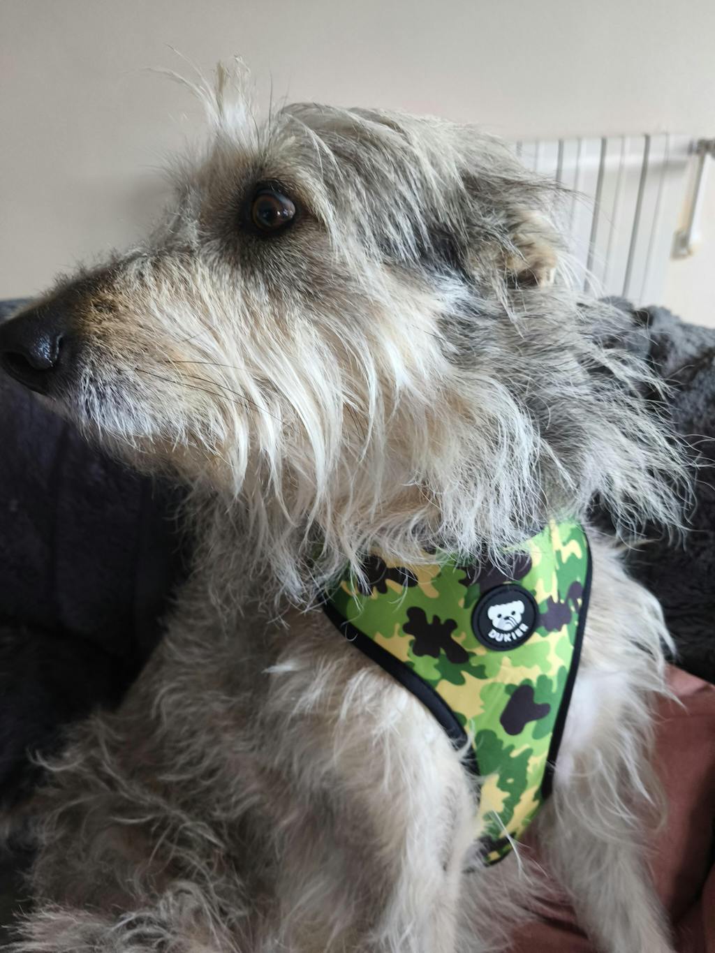 ARNÉS REVERSIBLE PARA PERRO CAMO