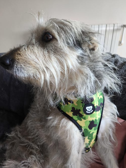 ARNÉS REVERSIBLE PARA PERRO CAMO