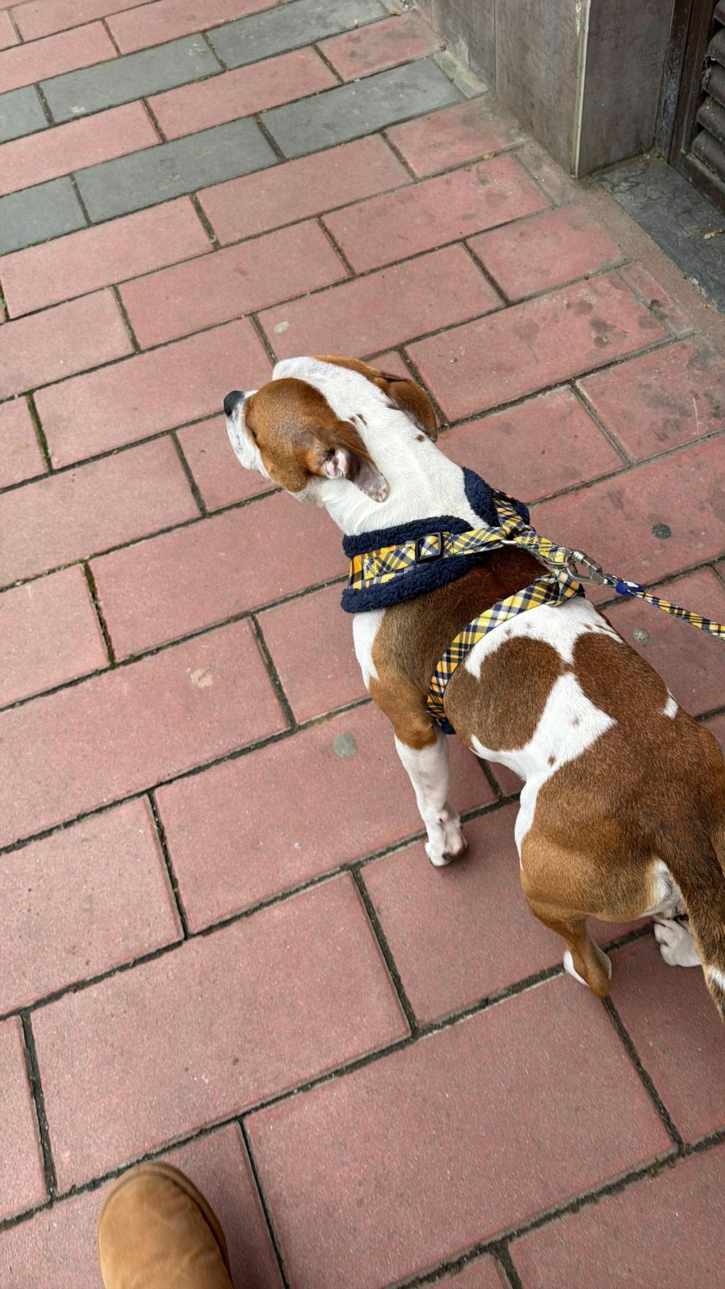 ARNES AJUSTABLE PARA PERRO TARTÁN MUSTARD