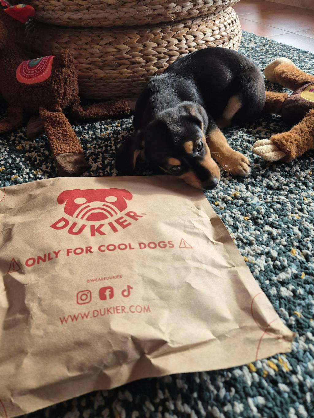 CORREA PARA PERRO BERRY LOVE