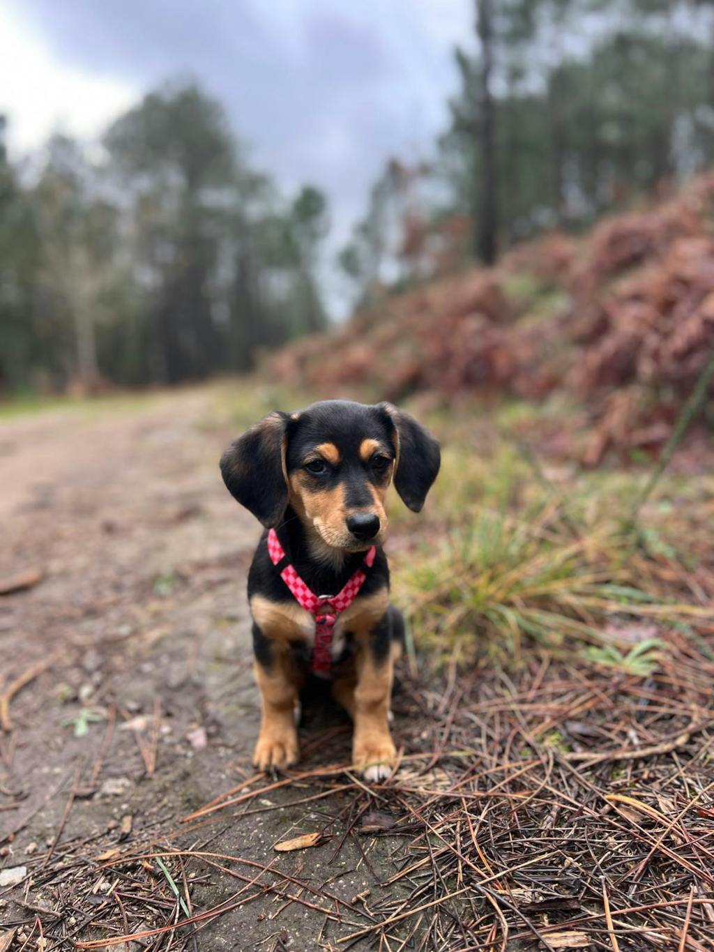 ARNÉS CLÁSICO PARA PERRO BERRY LOVE