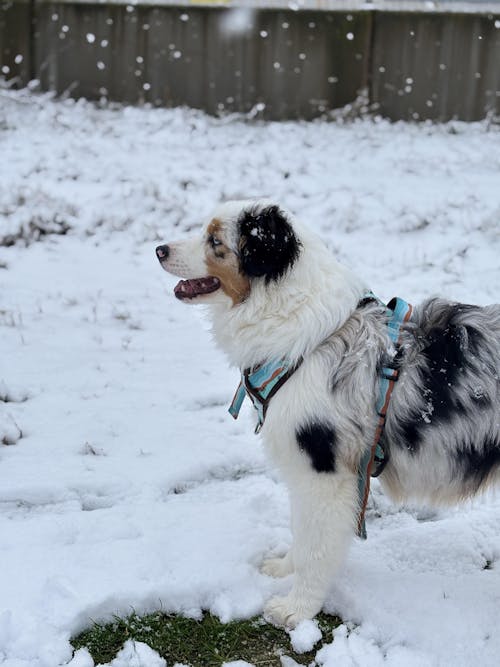ARNES TRAIL PARA PERRO TURTLE