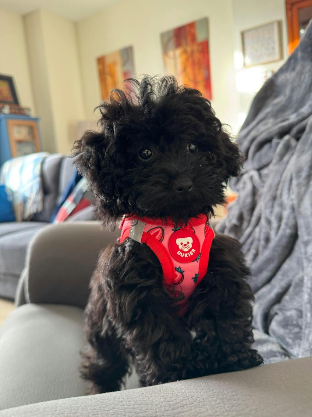 ARNÉS BODY PARA PERRO BERRY LOVE