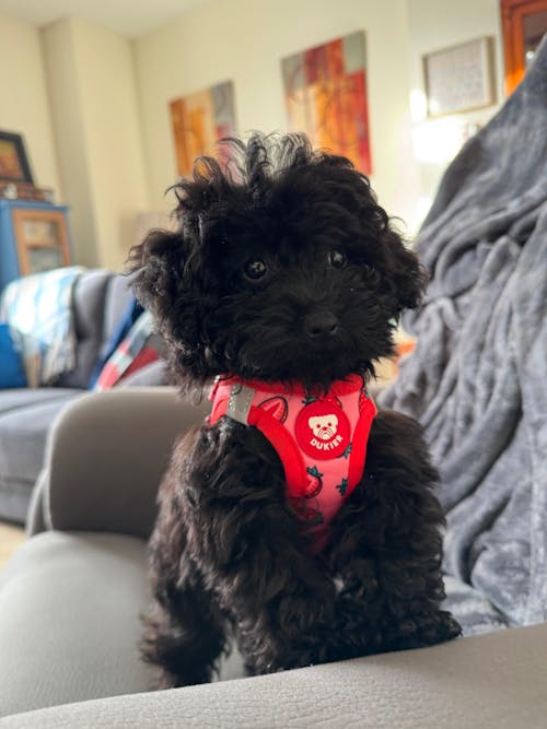 ARNÉS BODY PARA PERRO BERRY LOVE