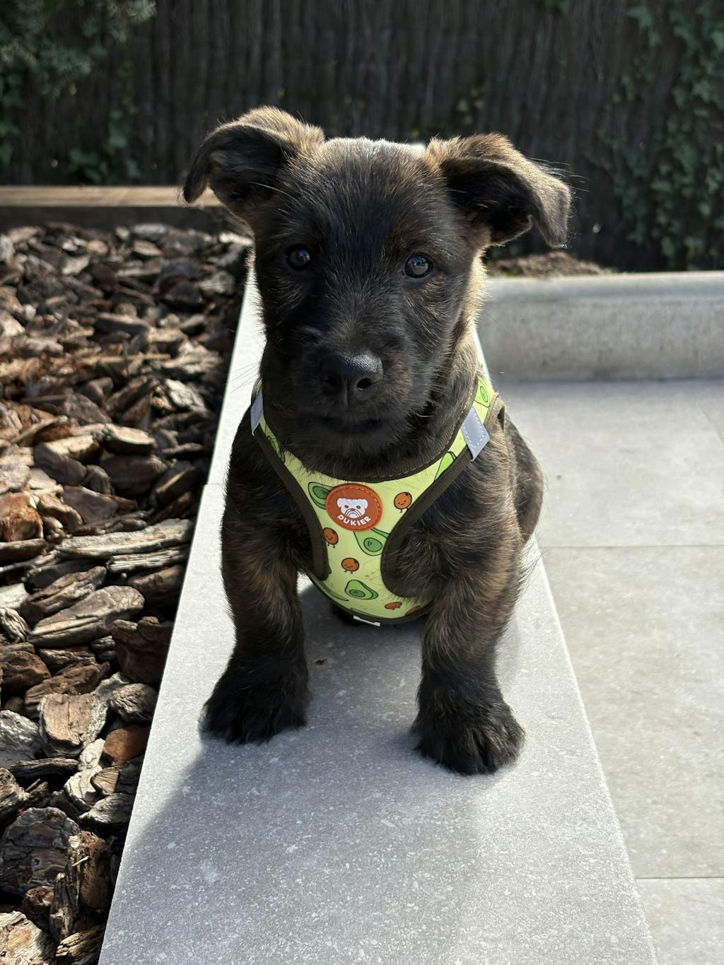 ARNES BODY PARA PERRO AVOCADO