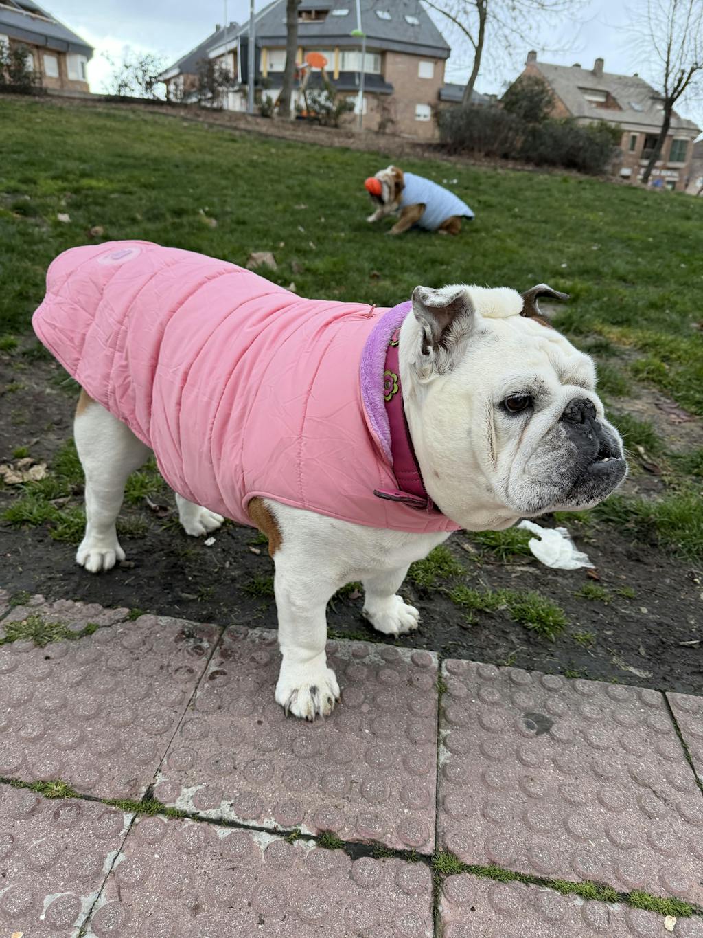 ABRIGO PARA PERRO BLUE