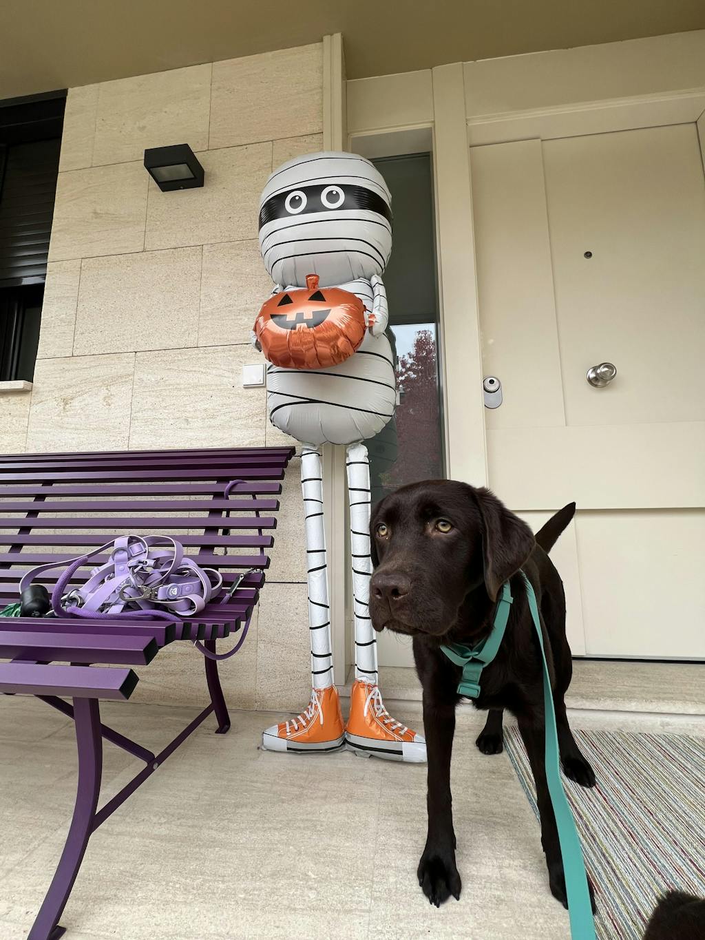 ARNES WATERPROOF PARA PERRO PURPLE