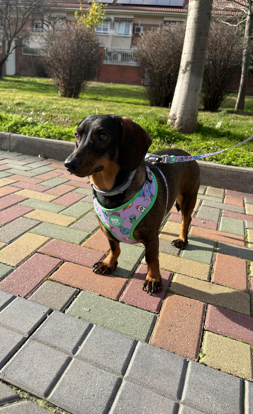 ARNES AJUSTABLE PARA PERRO ALIEN