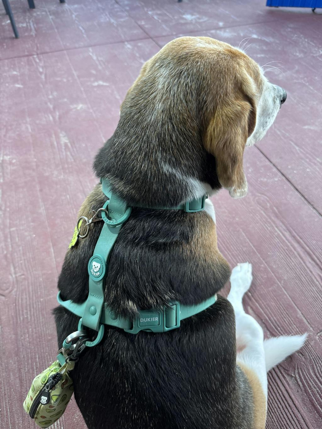 ARNES WATERPROOF PARA PERRO GREEN