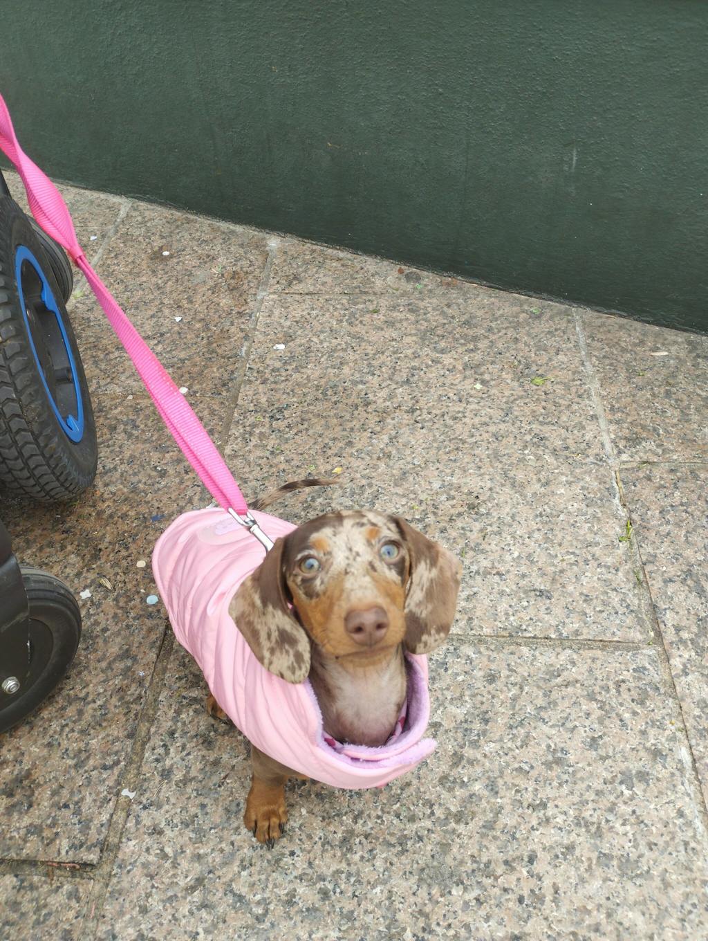 ABRIGO PARA PERRO PINK