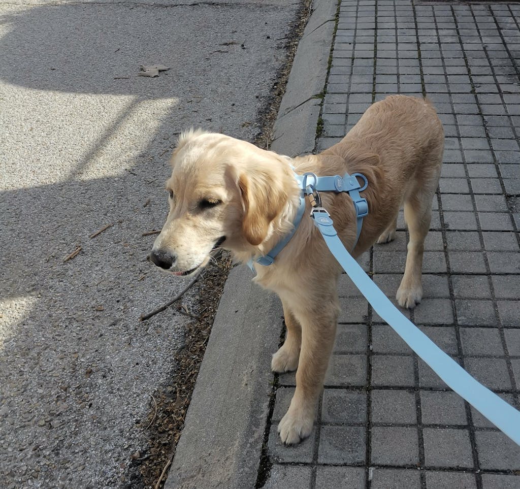 ARNES WATERPROOF PARA PERRO SKY BLUE