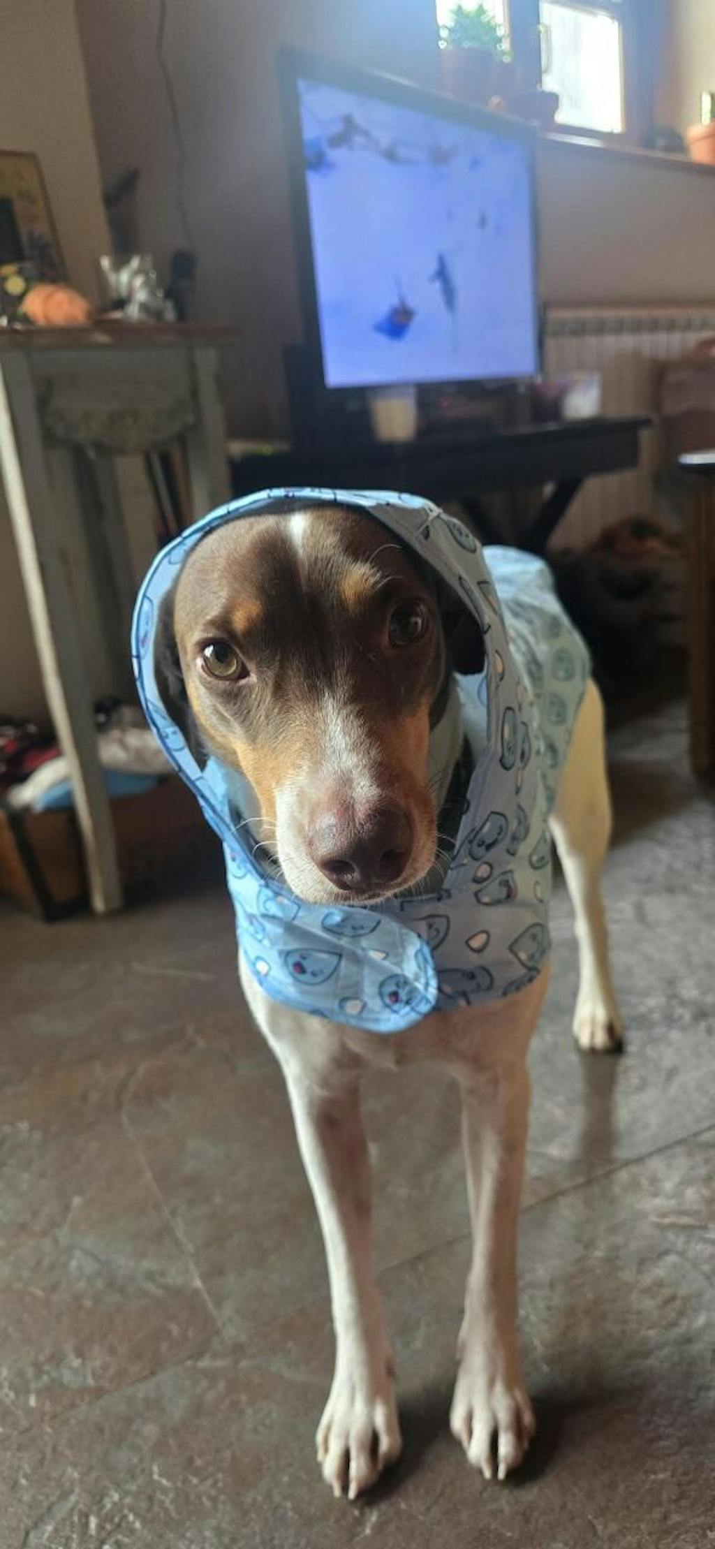 CHUBASQUERO PARA PERRO RAINDROPS