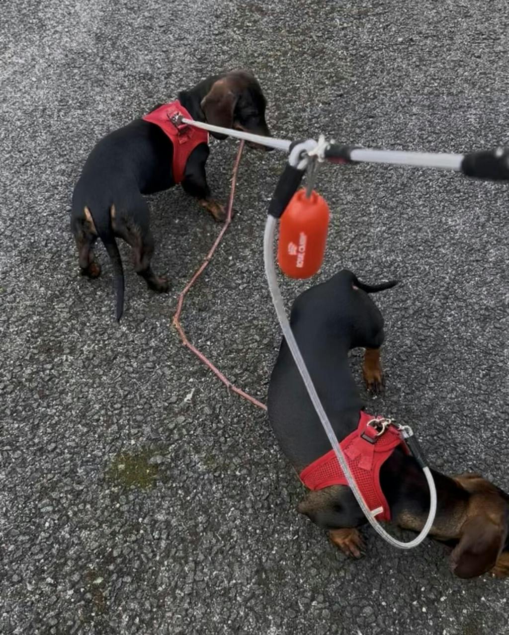 ARNÉS BODY PARA PERRO RED