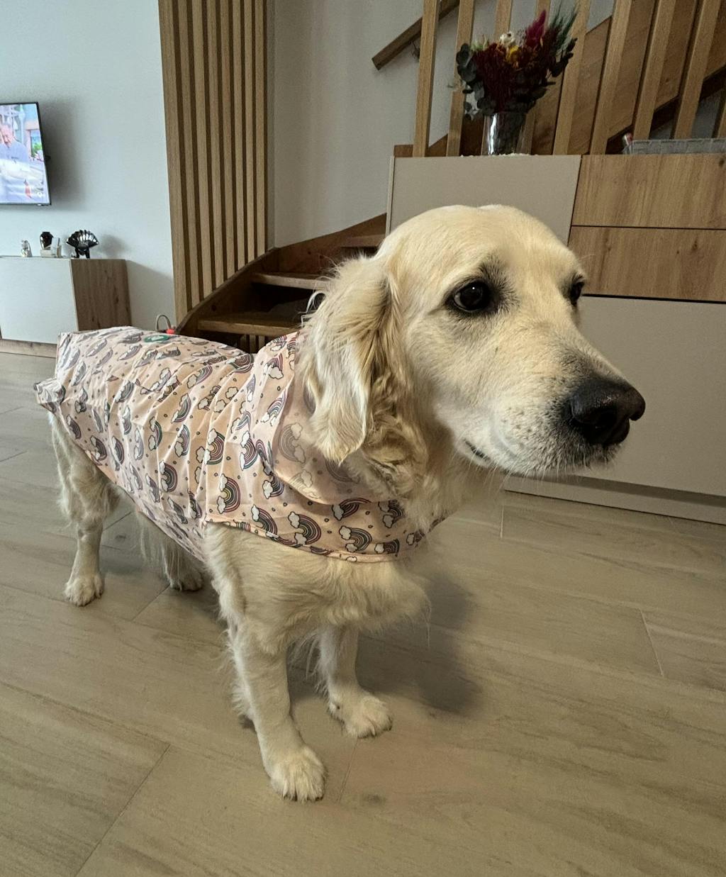 CHUBASQUERO PARA PERRO RAINBOW