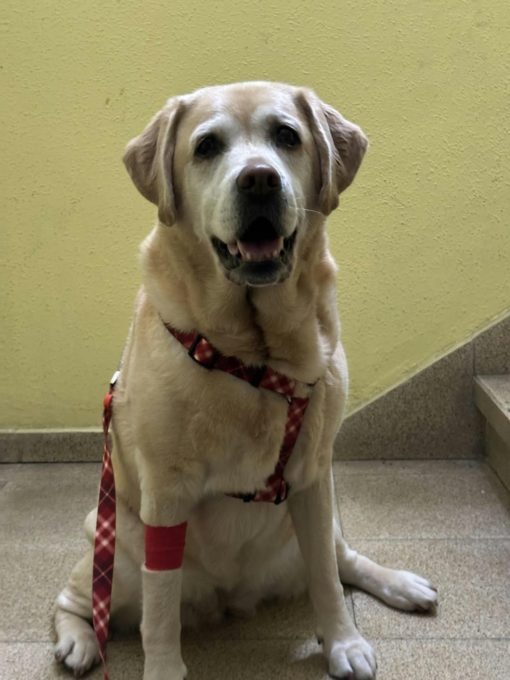 ARNÉS CLÁSICO PARA PERRO LOVE