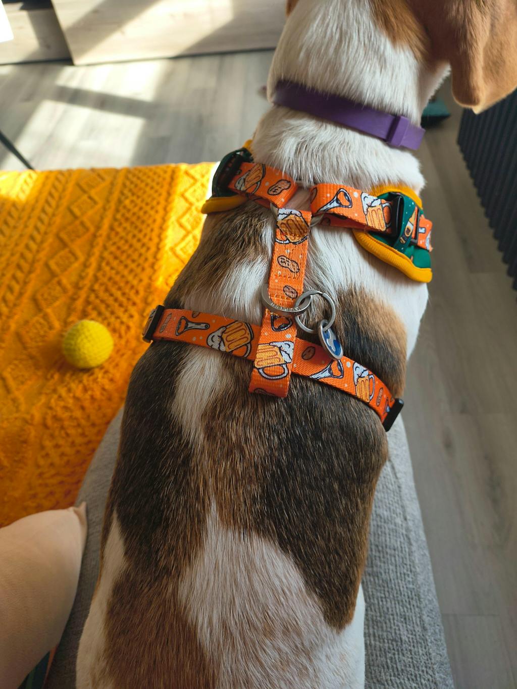 ARNÉS AJUSTABLE PARA PERRO BEER