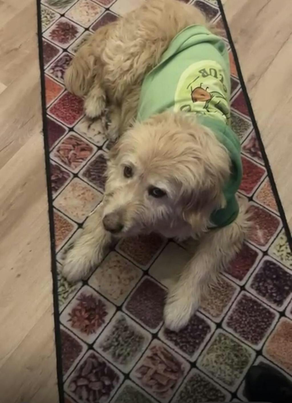 SUDADERA PARA PERRO AVOCADO