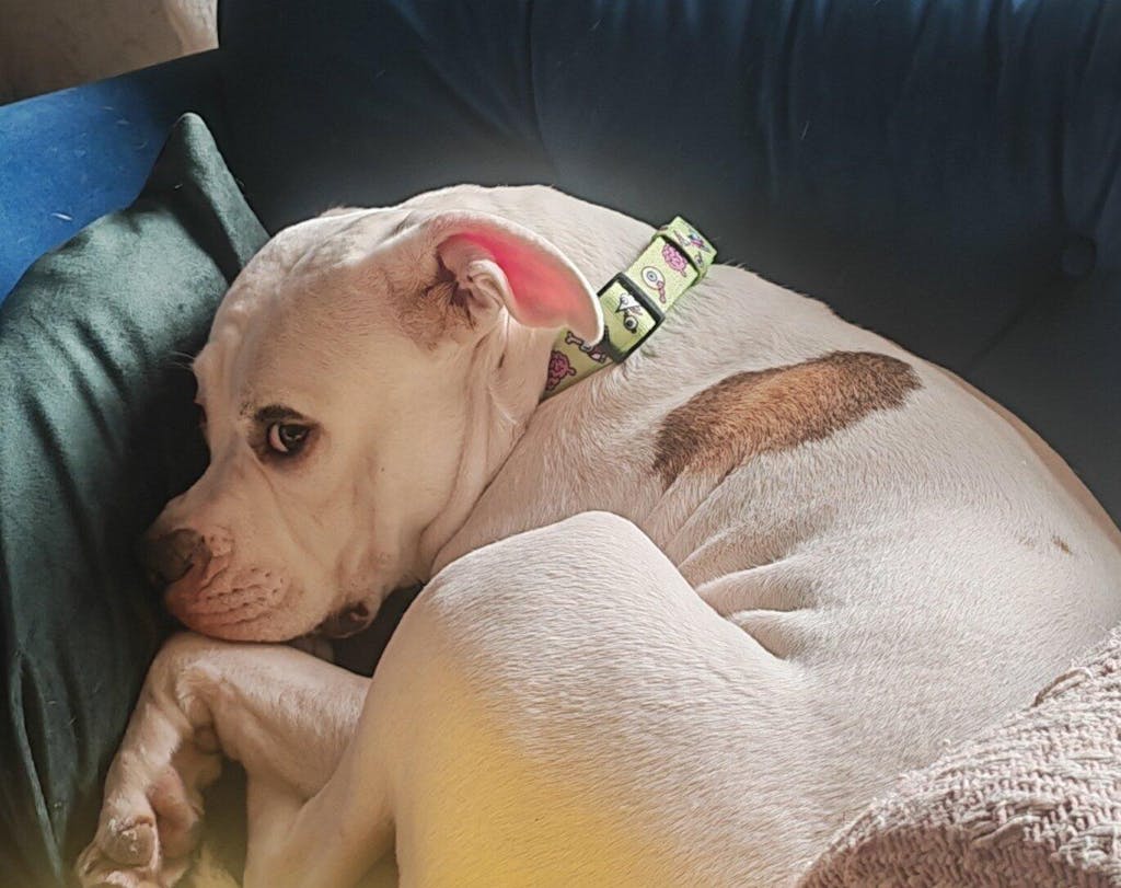 COLLAR PARA PERRO ZOMBIE