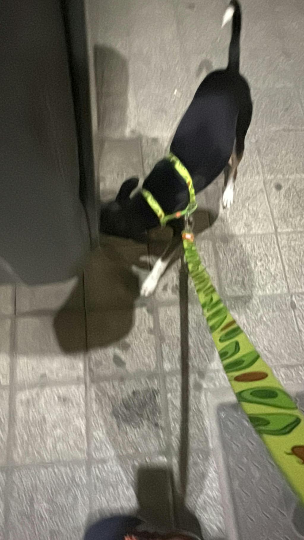 ARNÉS CLÁSICO PARA PERRO AVOCADO