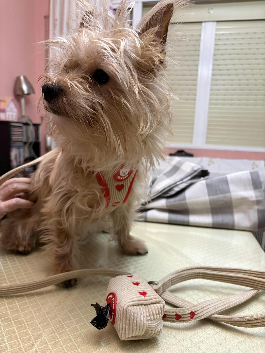 ARNÉS BODY PARA PERRO LOVE