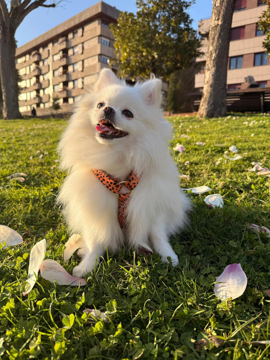 ARNÉS CLÁSICO PARA PERRO CHEETAH GOLD