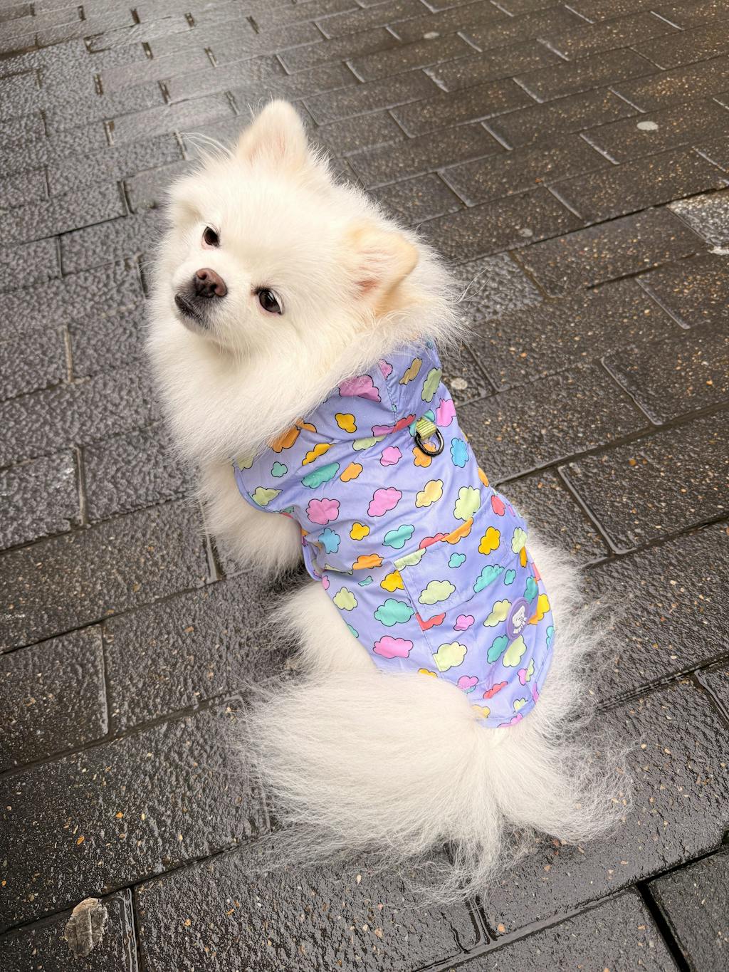 CHUBASQUERO PARA PERRO CLOUDS