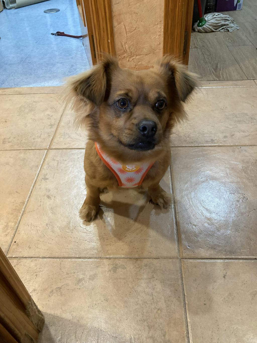 ARNÉS REVERSIBLE PARA PERRO SUN