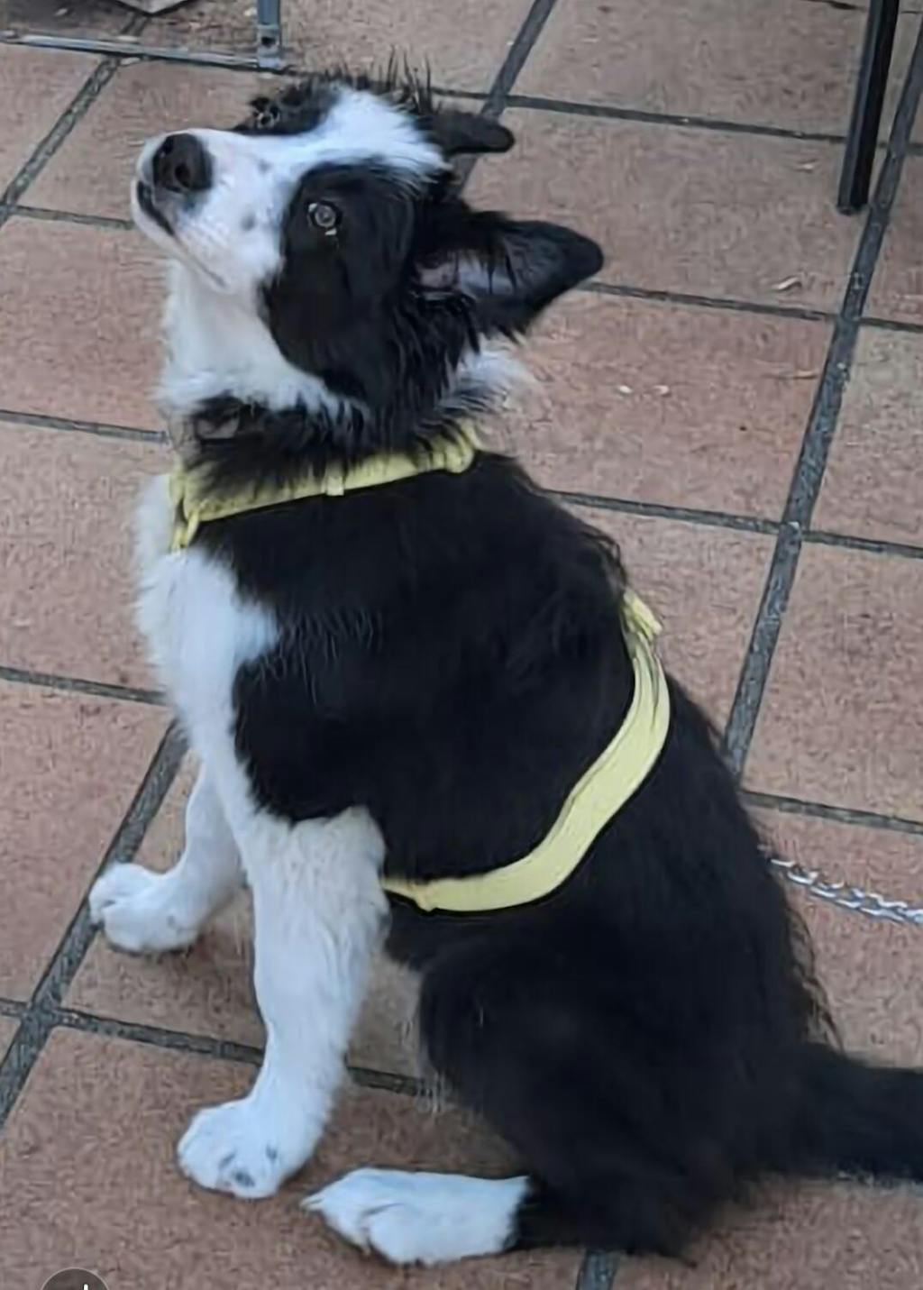 ARNES WATERPROOF PARA PERRO YELLOW