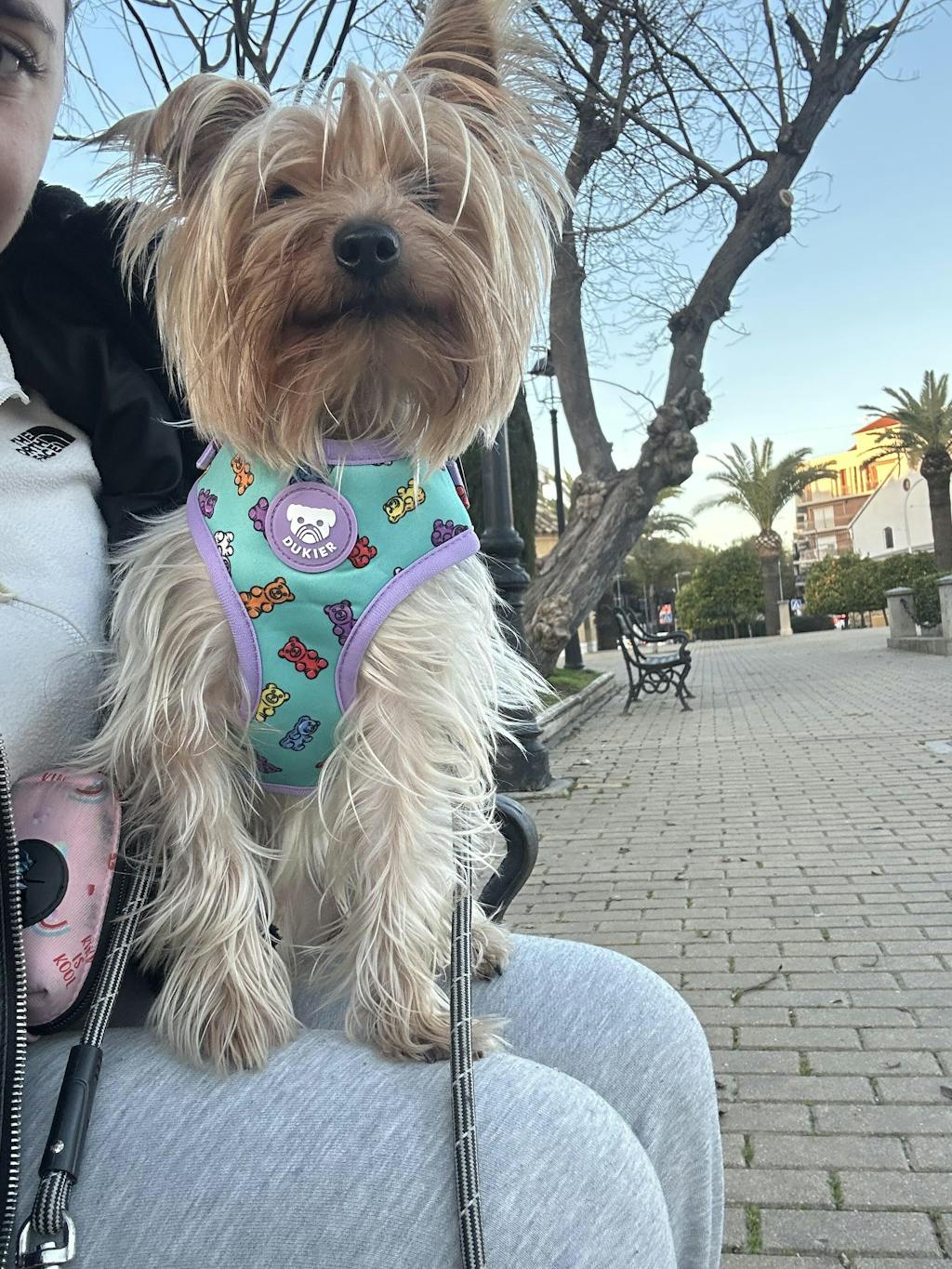 ARNES AJUSTABLE PARA PERRO GUMMY BEARS