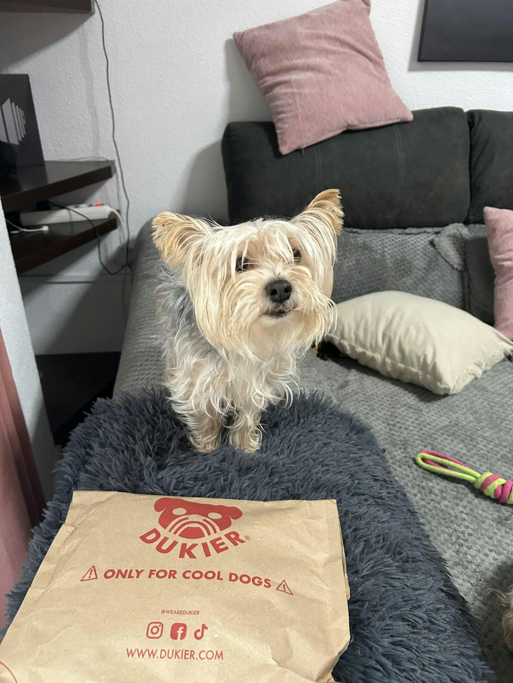 ARNÉS AJUSTABLE PARA PERRO CHEETAH GOLD