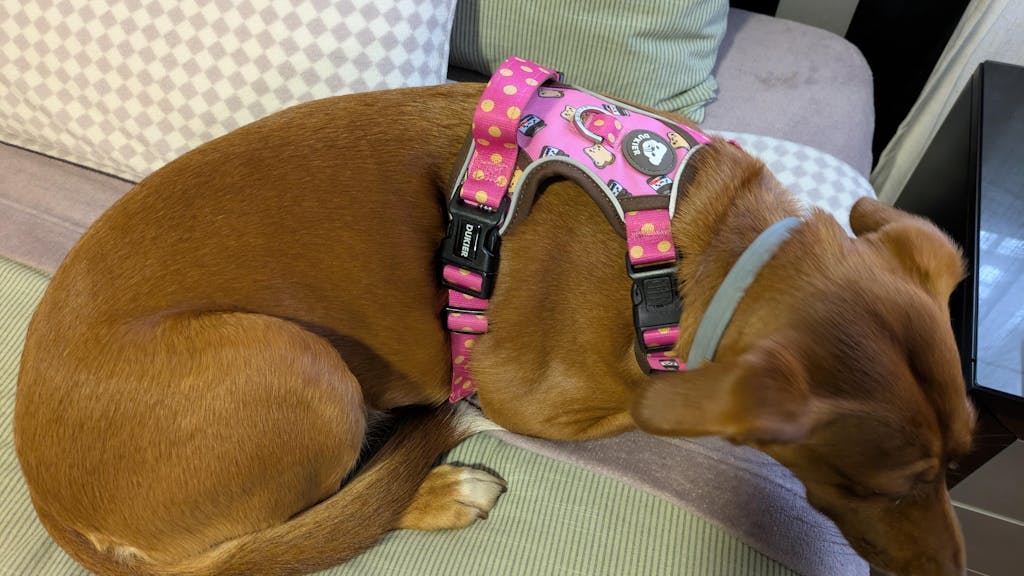 ARNES TRAIL PARA PERRO DOGTELLA