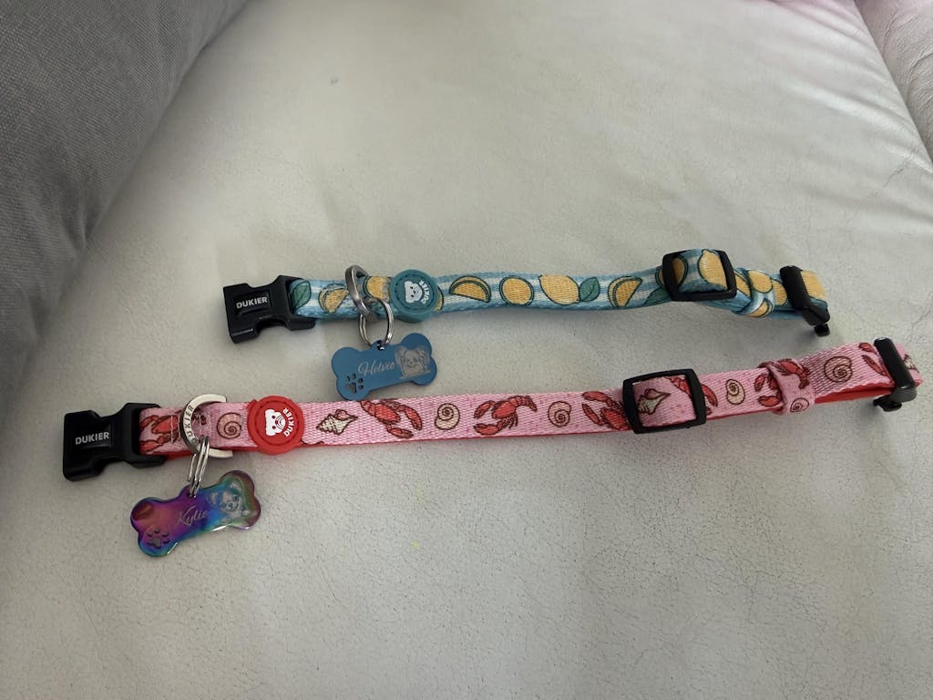 CORREA PARA PERRO SO MATCHA