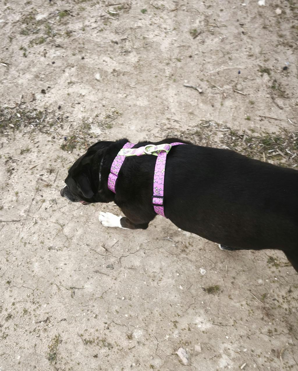 ARNÉS CLÁSICO PARA PERRO ZOMBIE