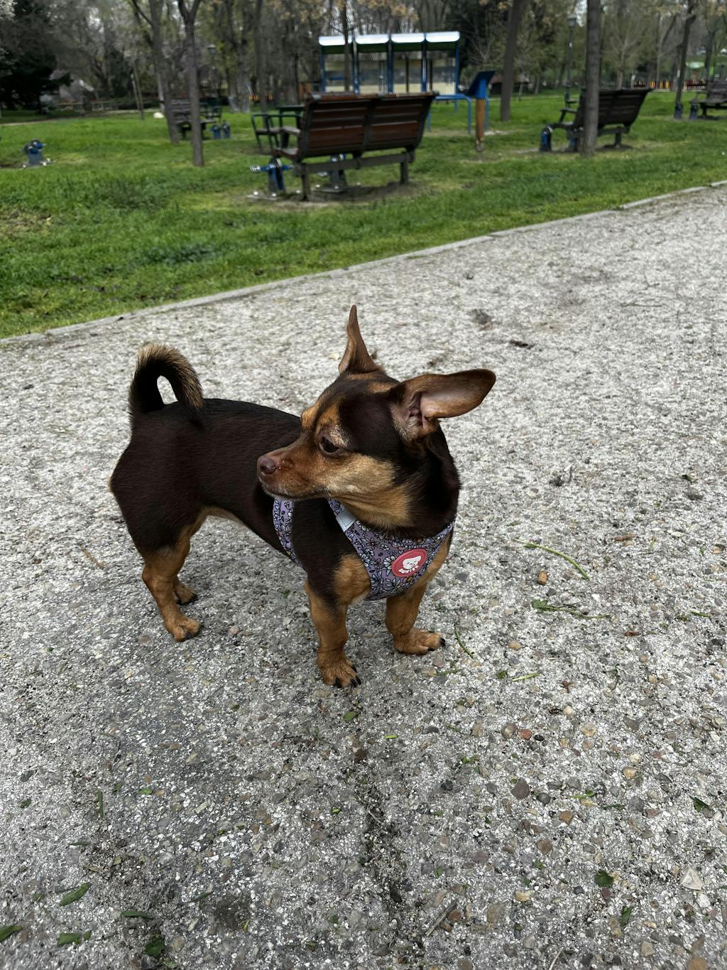 ARNÉS BODY PARA PERRO FLOWER POWER