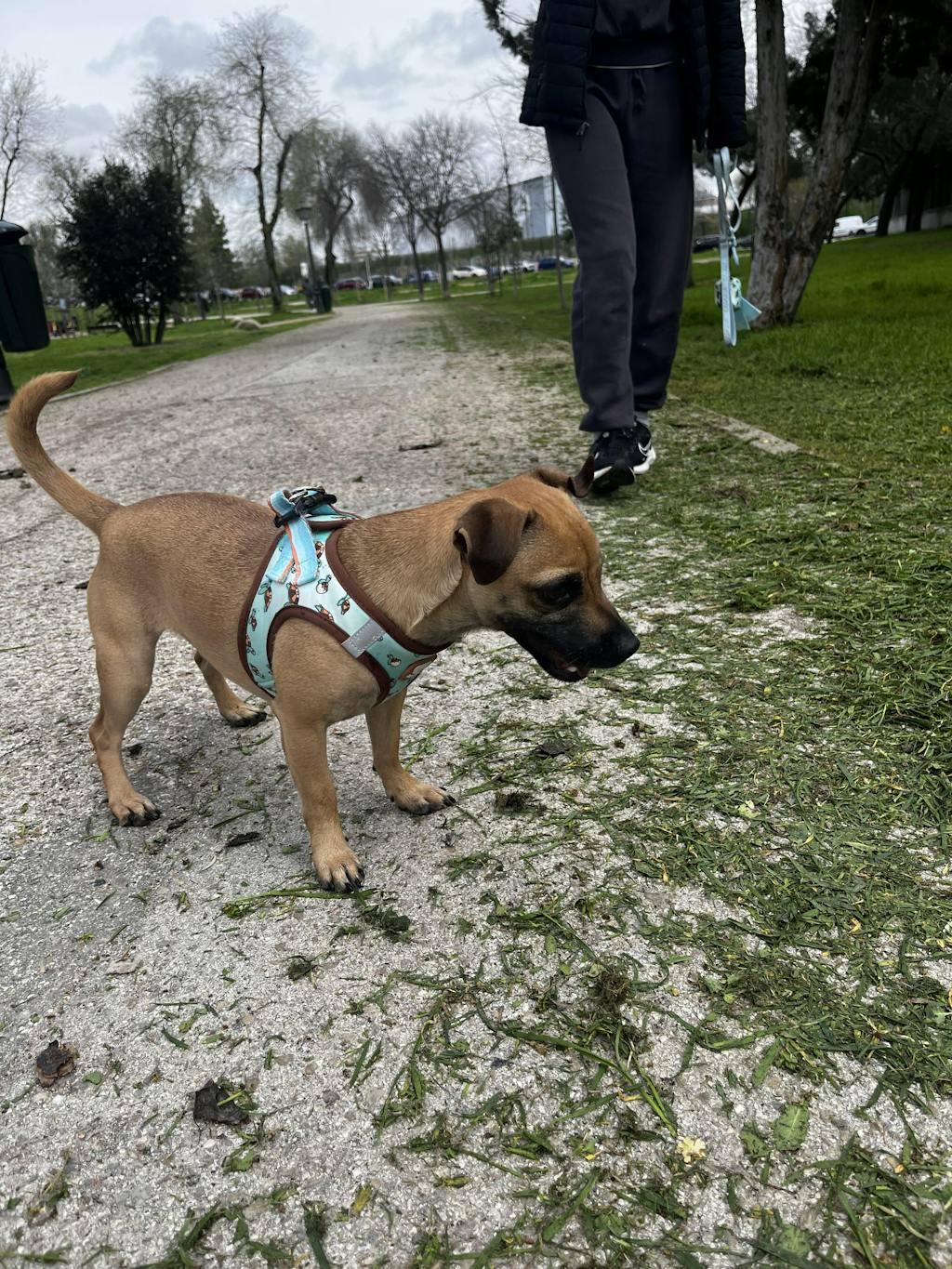 ARNÉS BODY PARA PERRO TURTLE