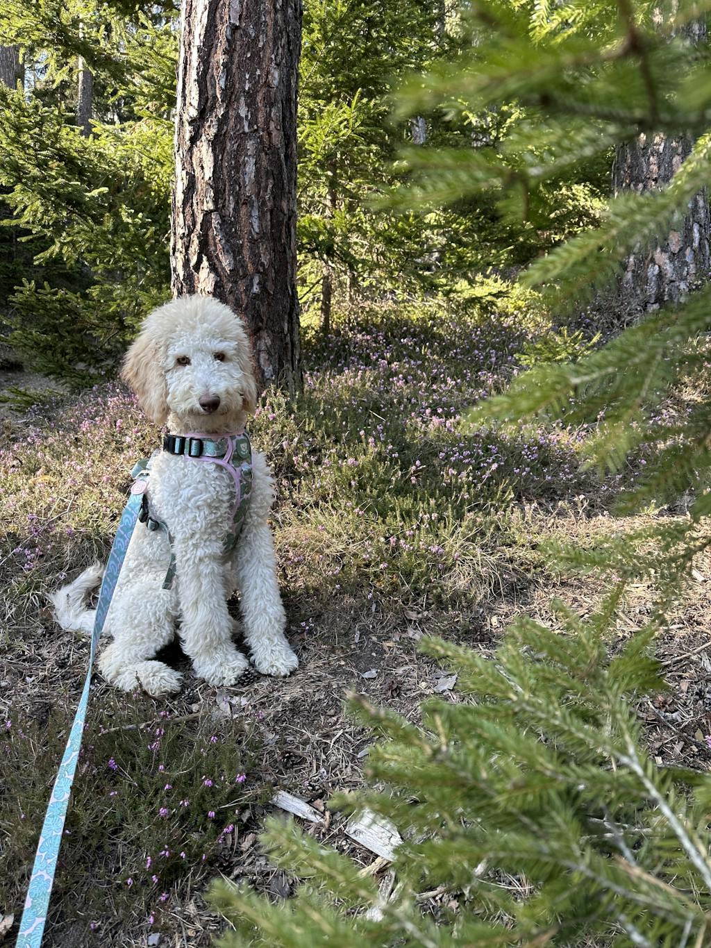ARNÉS CLÁSICO PARA PERRO MONSTERA