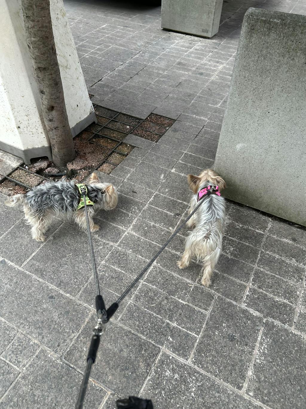 ARNES BODY PARA PERRO DOGTELLA