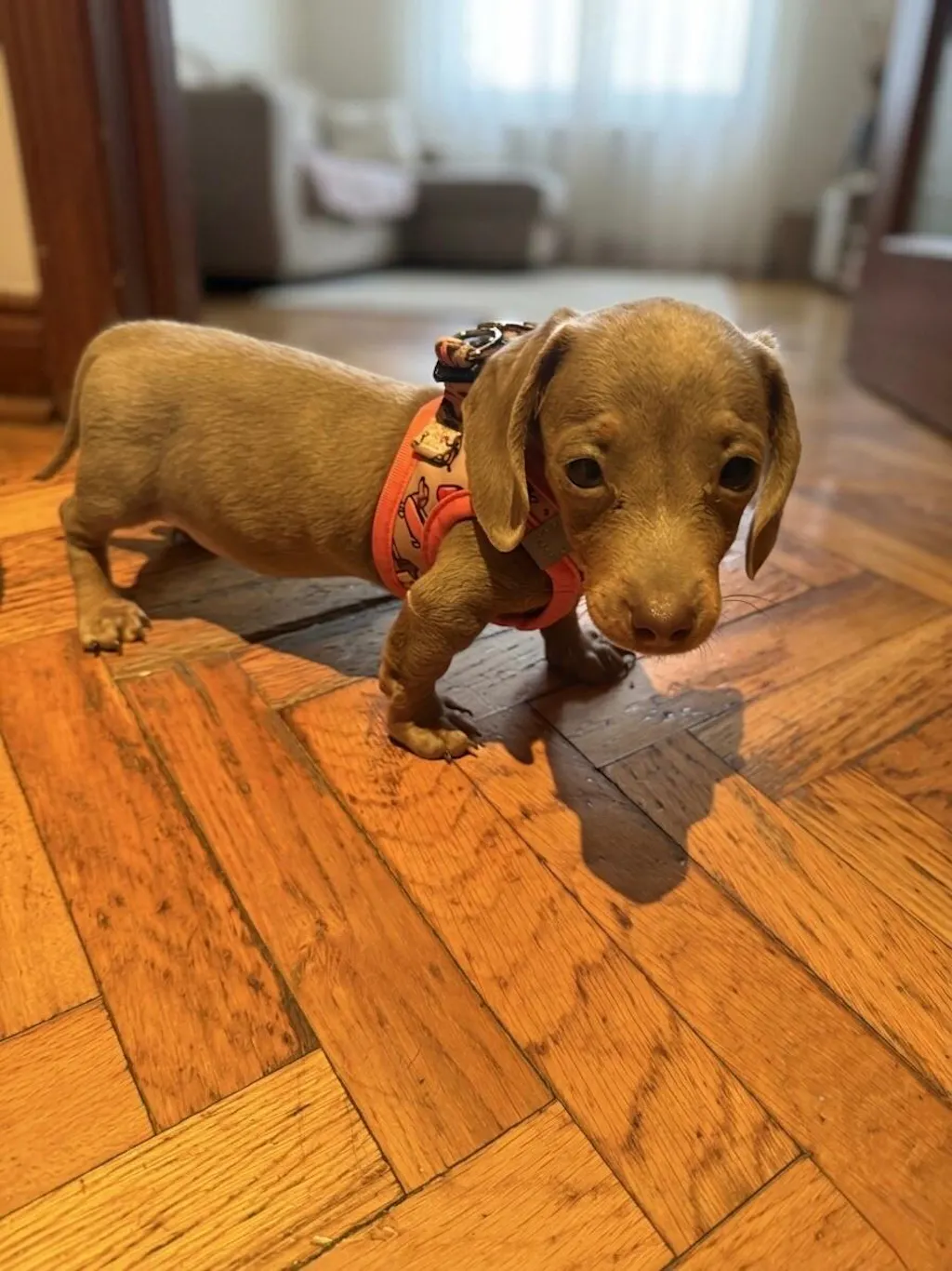 ARNÉS BODY PARA PERRO HOT DOGS