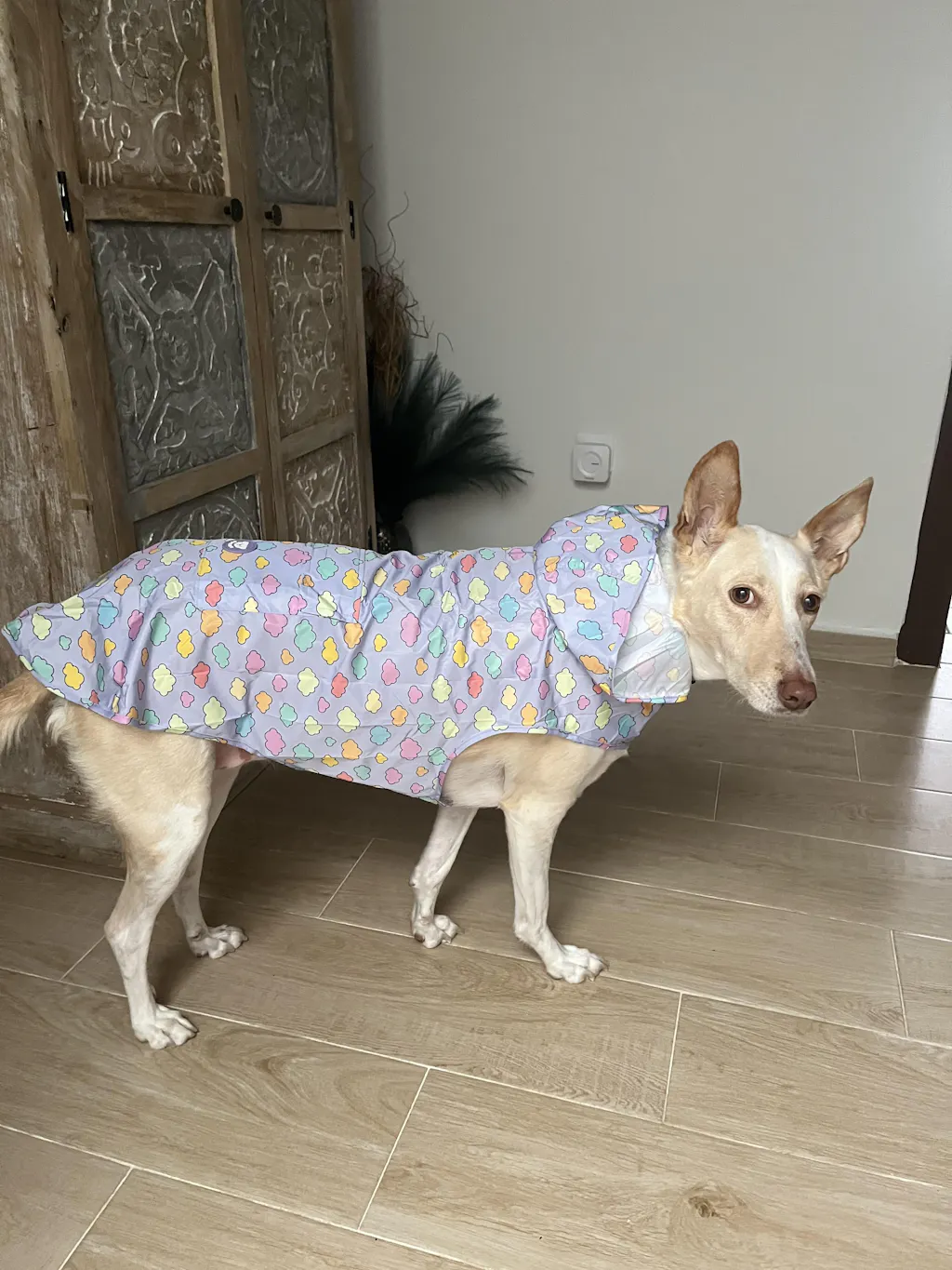 CHUBASQUERO PARA PERRO CLOUDS