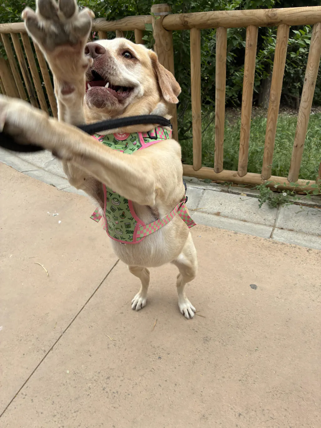 ARNES TRAIL PARA PERRO SO MATCHA